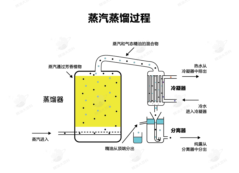 保定纯露概论